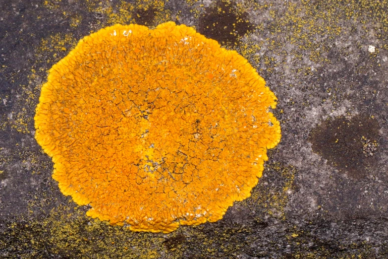 a yellow circular patch with lichens on it