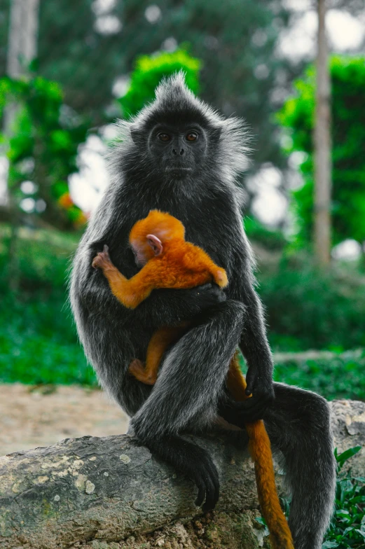 a monkey on a rock with a baby monkey