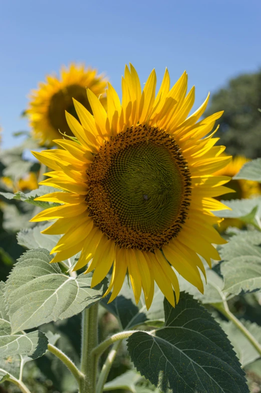 a sunflower in full bloom is in the sun