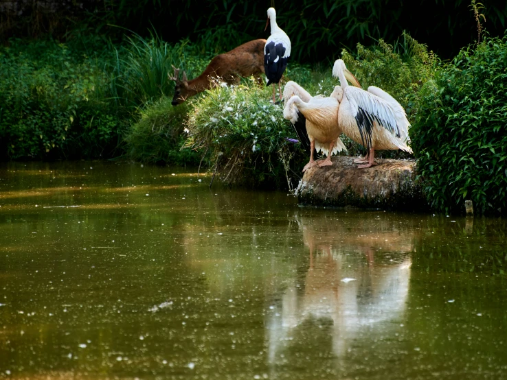 two birds are sitting on top of a rock in the water