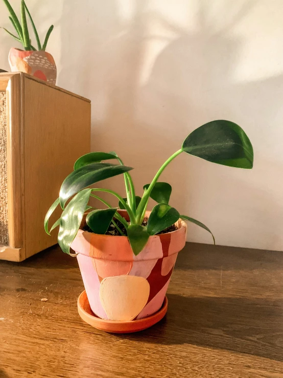 a close up of a plant near a book on a desk