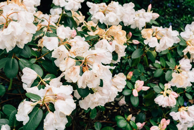 many flowers are in bloom on a tree