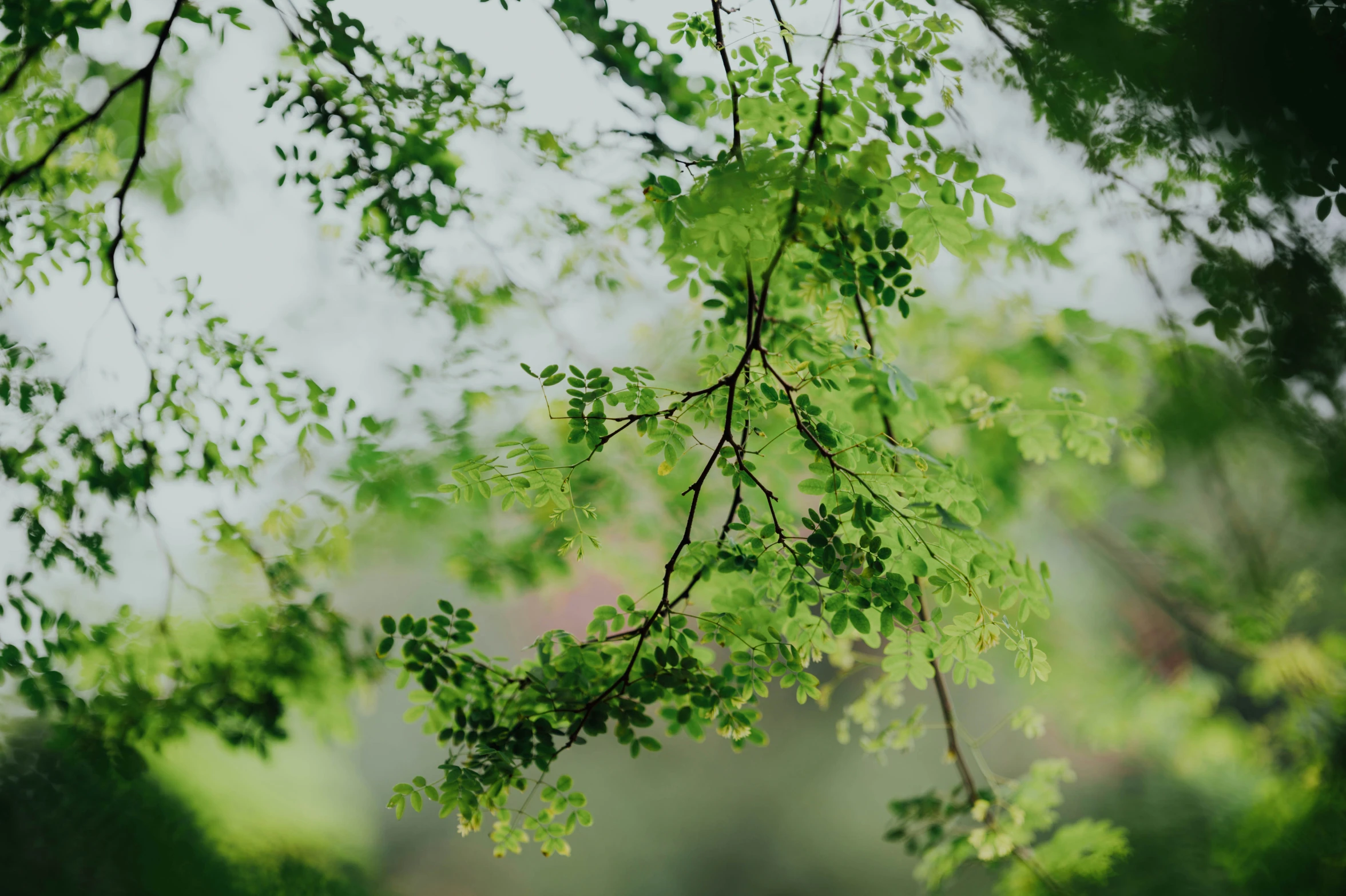 close up s of the leaves on a tree