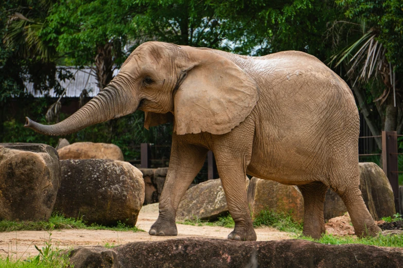 an elephant walks around with his trunk in the air