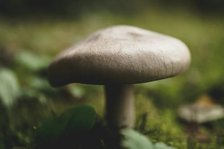 a mushroom that is sitting in the grass