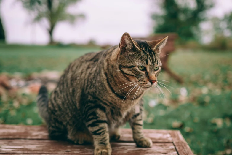 a small striped cat sitting on top of a wooden fence