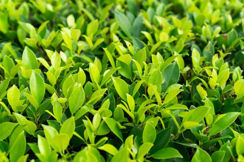 a very large green bush with leaves