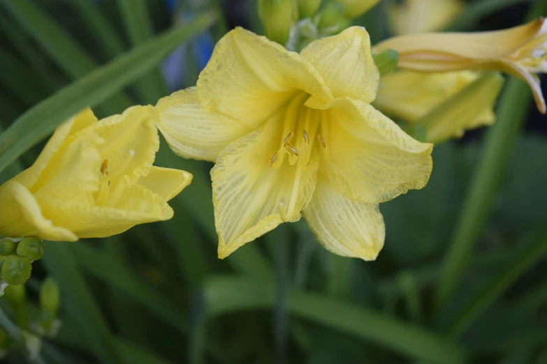 a large cluster of yellow flowers are on a green stalk
