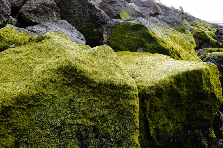 the moss on the rocks are green and looks like they are growing