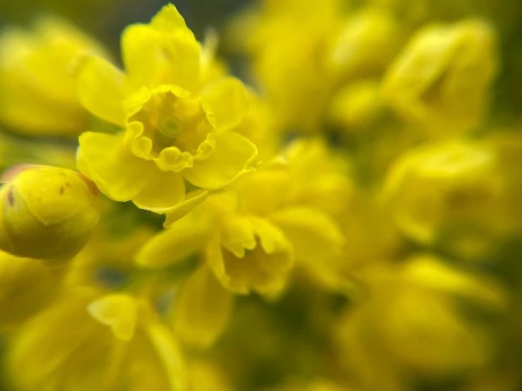 closeup of a bunch of yellow flowers