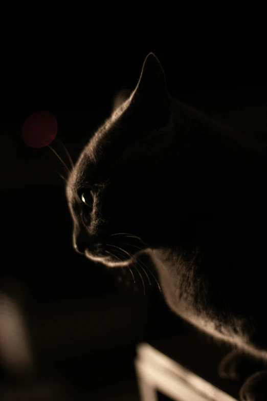 a cat standing on the end of a desk looking off to the right