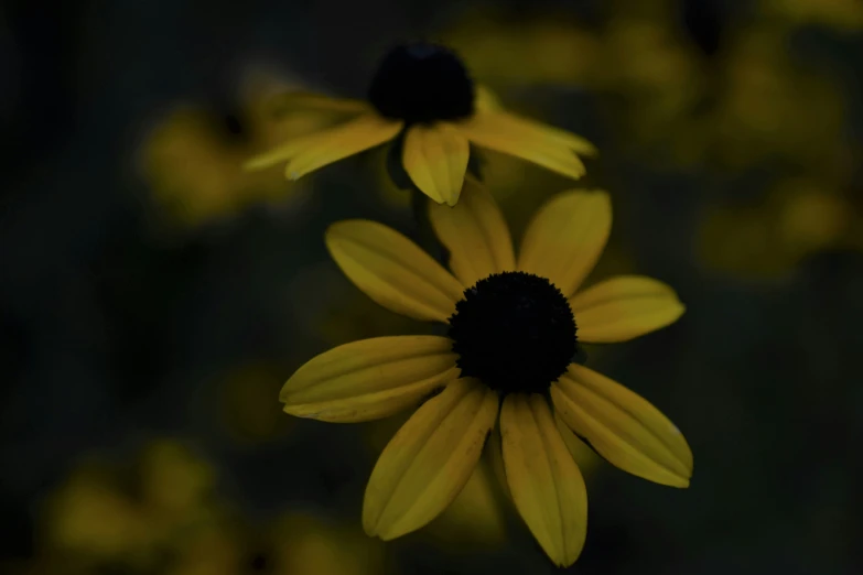 two large yellow flowers with a dark background
