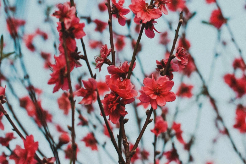 the flowers are blooming at this time of day