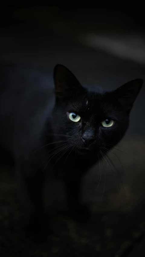 a black cat with blue eyes and a light on