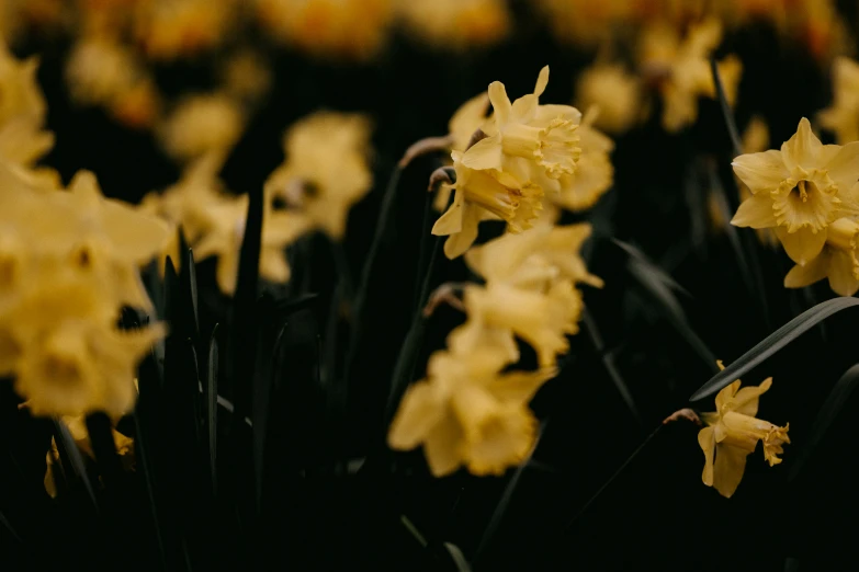 a bunch of yellow flowers blooming in a field