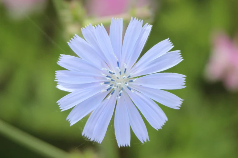 closeup view of a single white flower in focus