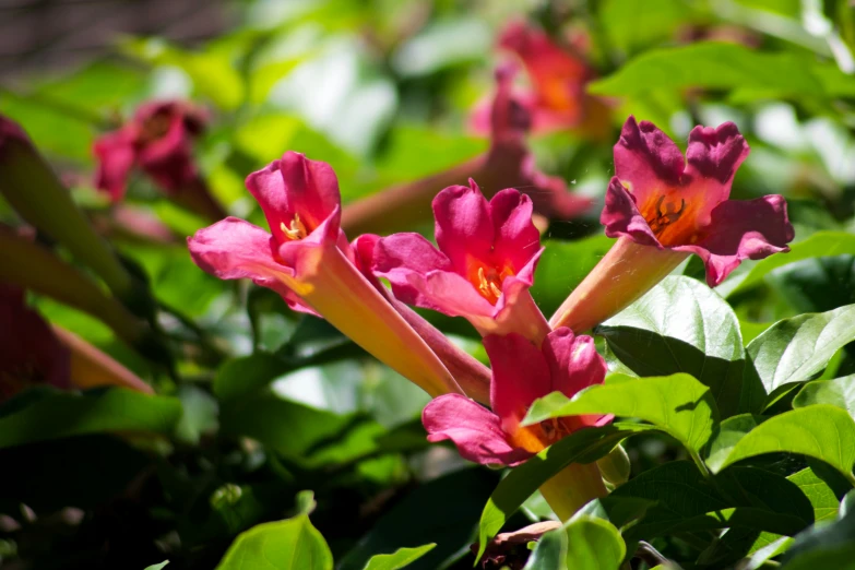 pink flowers are growing on a tree in the wild