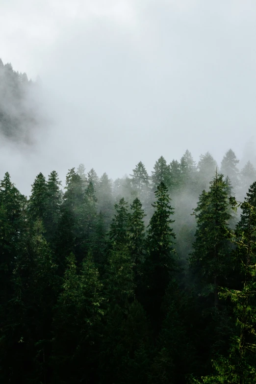 an airplane that is flying over a forest