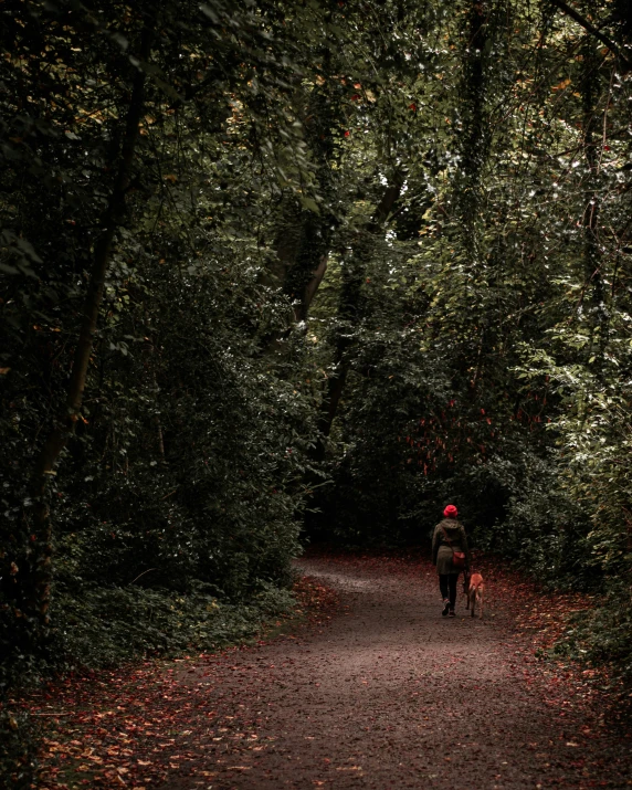 man walking dog down pathway in open area of forest