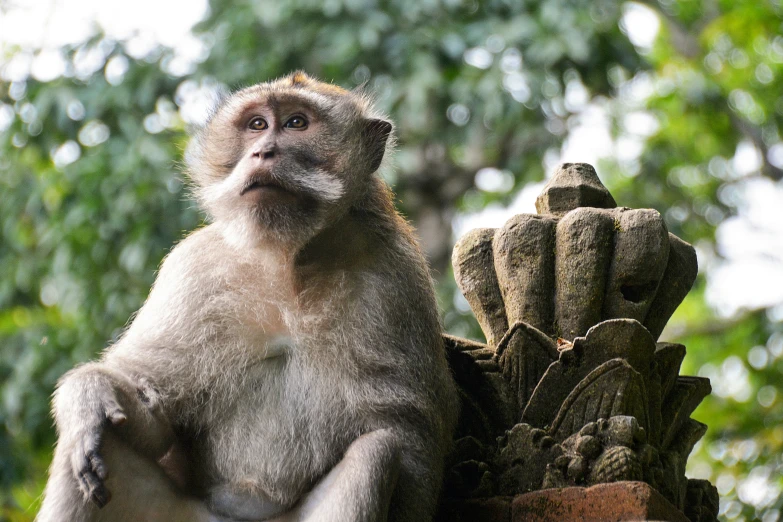 a long - nosed monkey sitting on the back of a tree