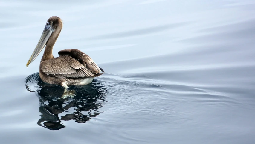 a brown bird with it's beak up is swimming on the water