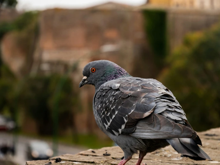 a pigeon stands atop some rocks outside on the ground