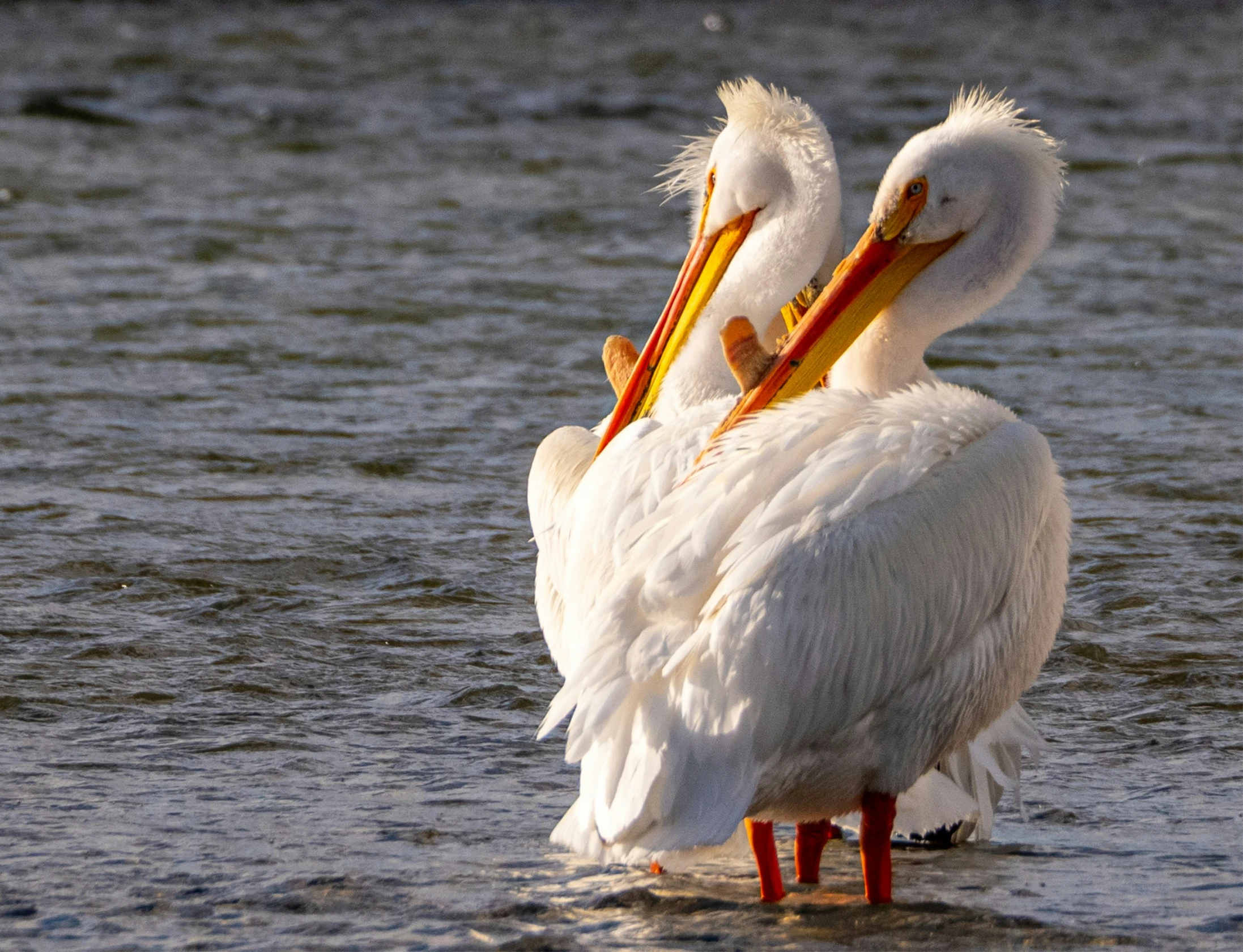 two white pelicans are on the shore with their beaks open