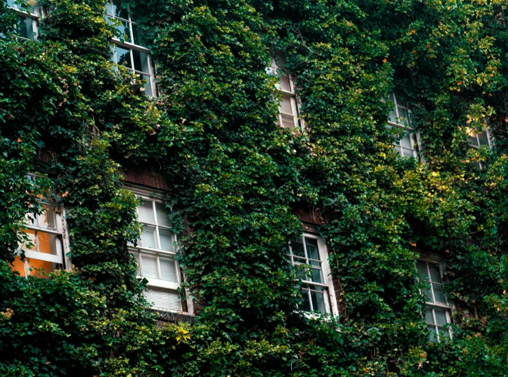 the side of an old building covered with many green plants