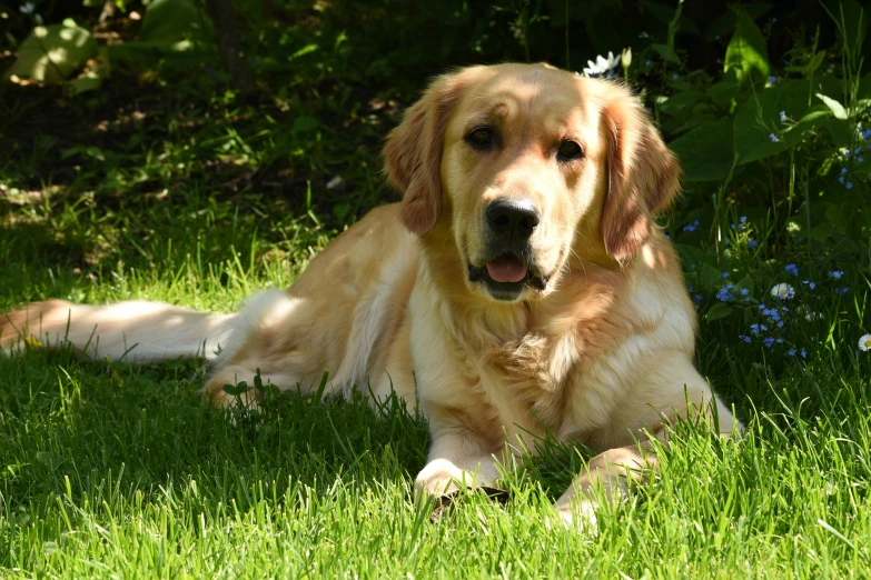 a golden retriever rests in the sun while relaxing on the grass