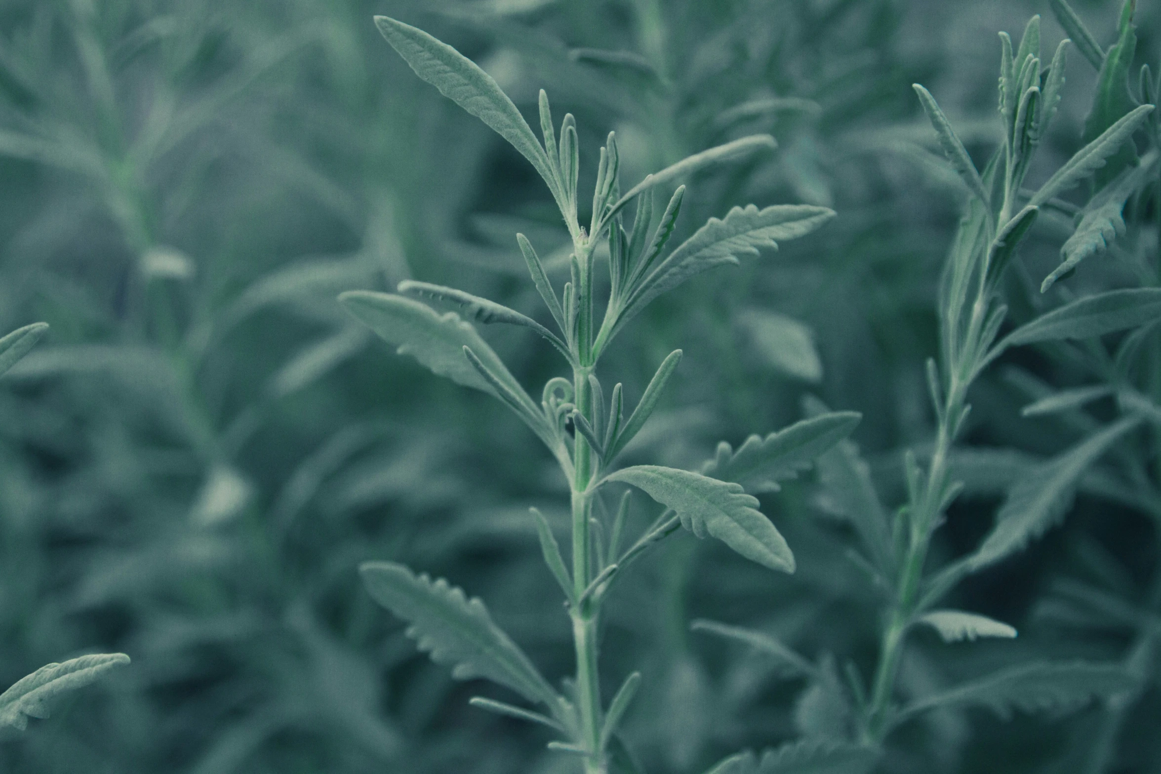 a close up of some grass and leaves