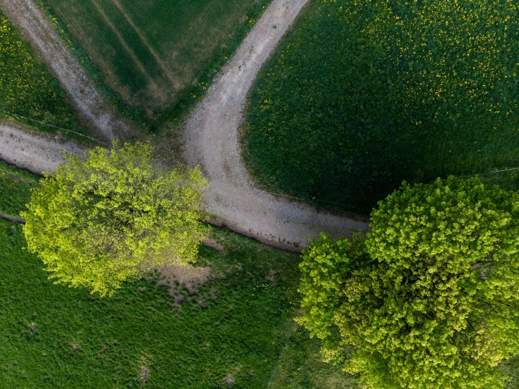 an aerial po shows a curvy road and two trees