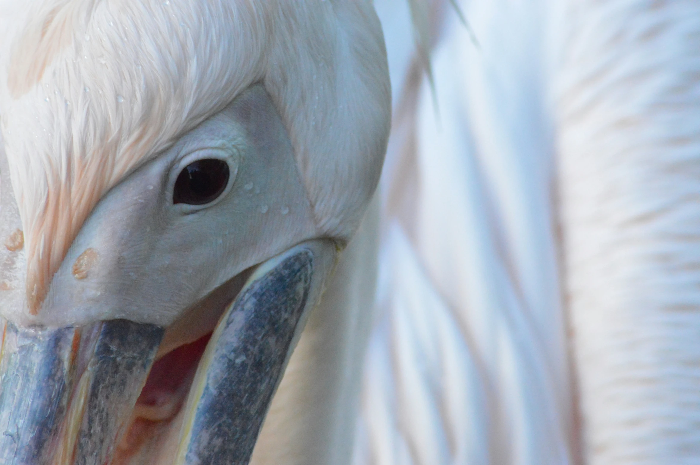 a white duck with a long beak has it's tongue out