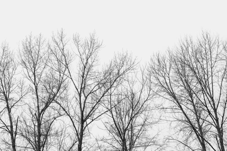 a black and white image of trees without leaves