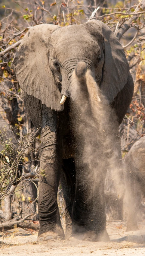 an elephant shaking dirt up by himself with its trunk