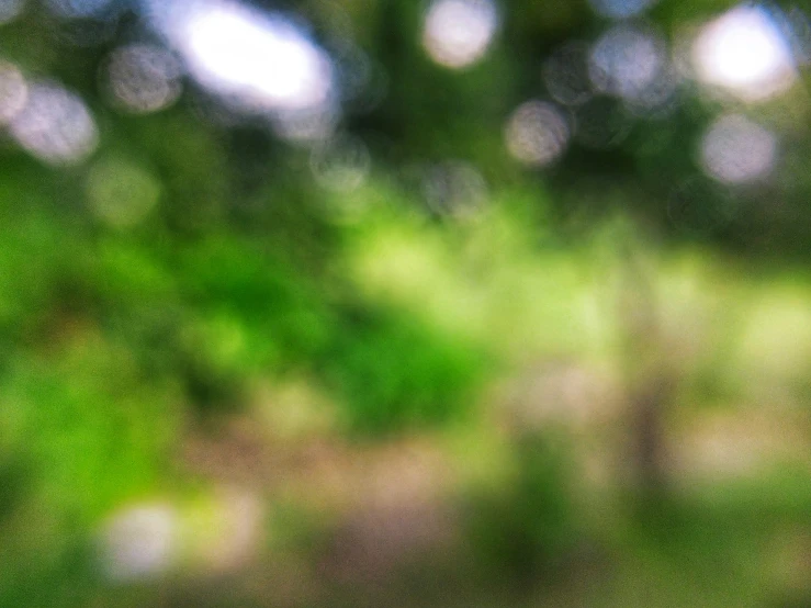 blurry image of green and yellow leaves in an outdoor setting