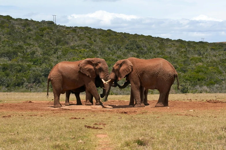 two elephants playing in the dirt near some trees