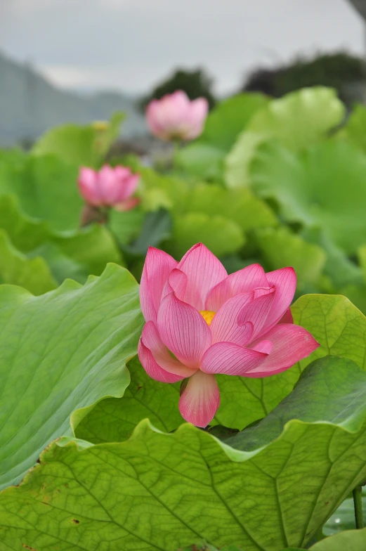 flowers are on large leaves in an open area