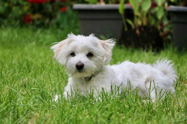 a little white dog laying in the grass