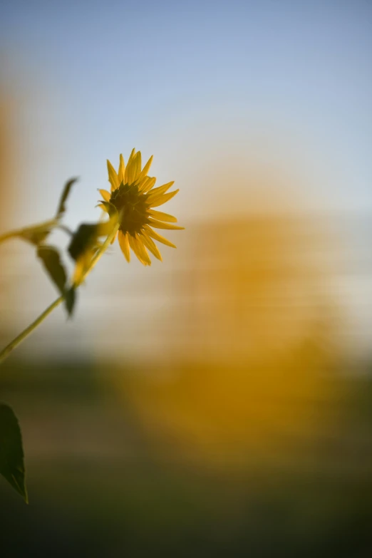 a beautiful sunflower sits in front of some blurry light