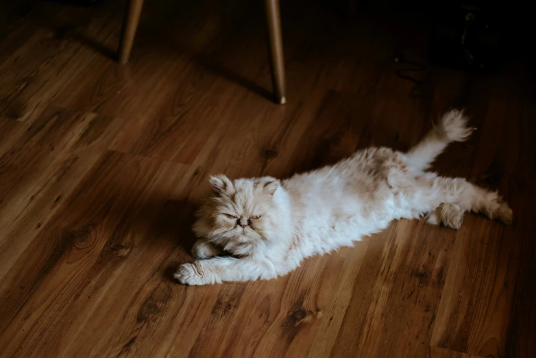 a white cat laying on a wooden floor