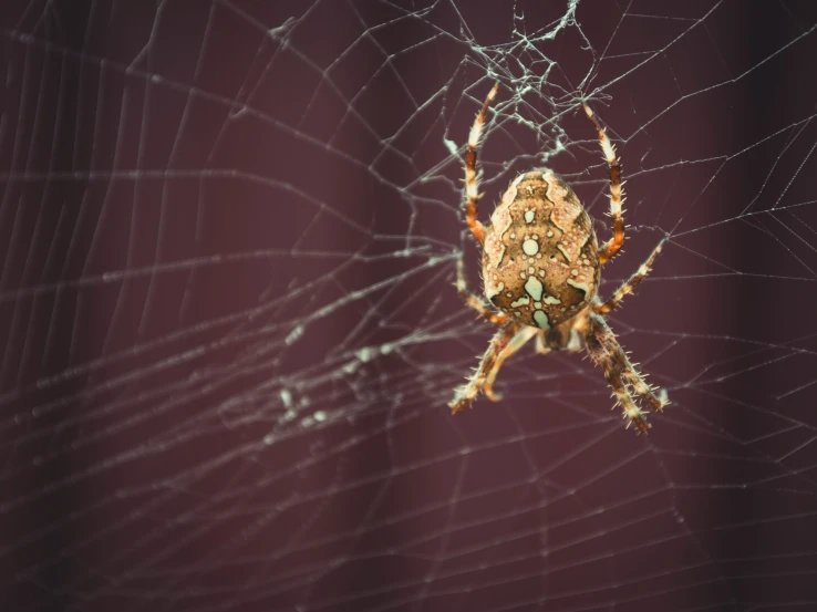 a spider is hanging in its web with it's legs