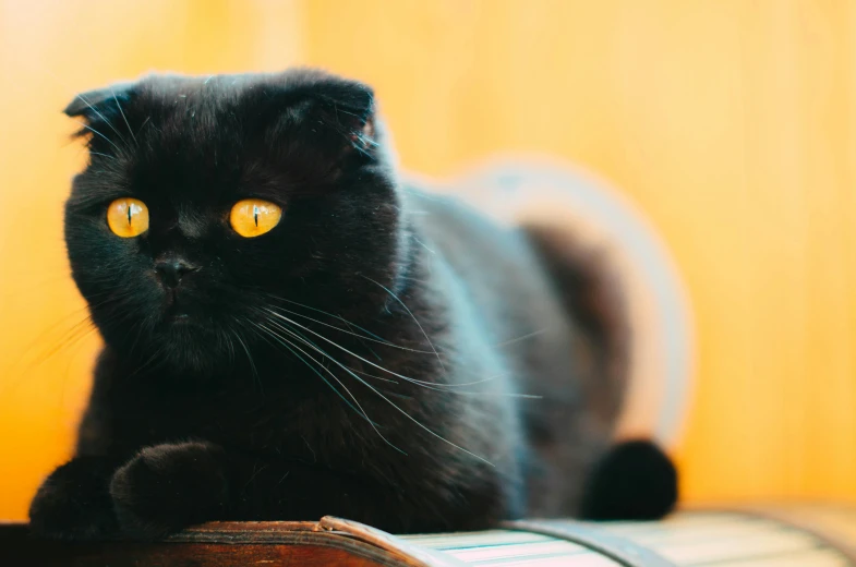 black cat with yellow eyes laying down
