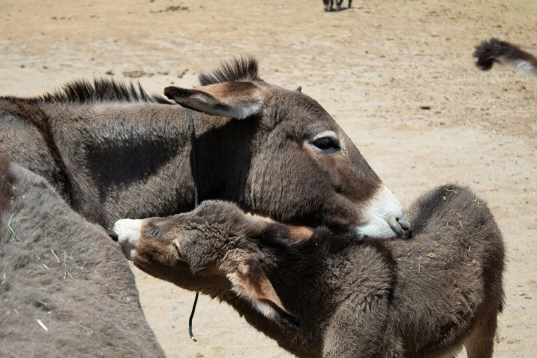 a very cute baby animal being affectionate by an adult