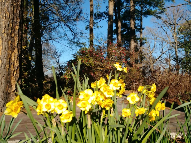 some yellow flowers are next to the forest