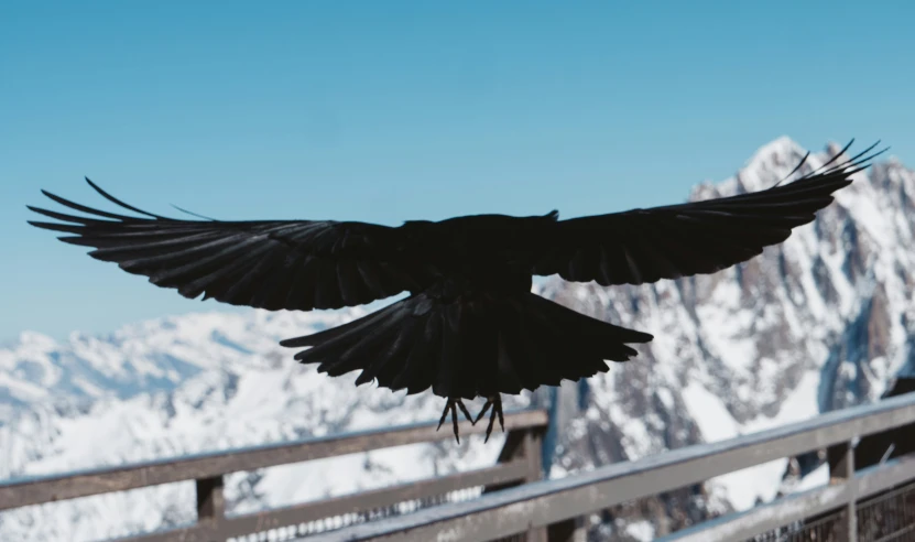 a large black bird with very long wings