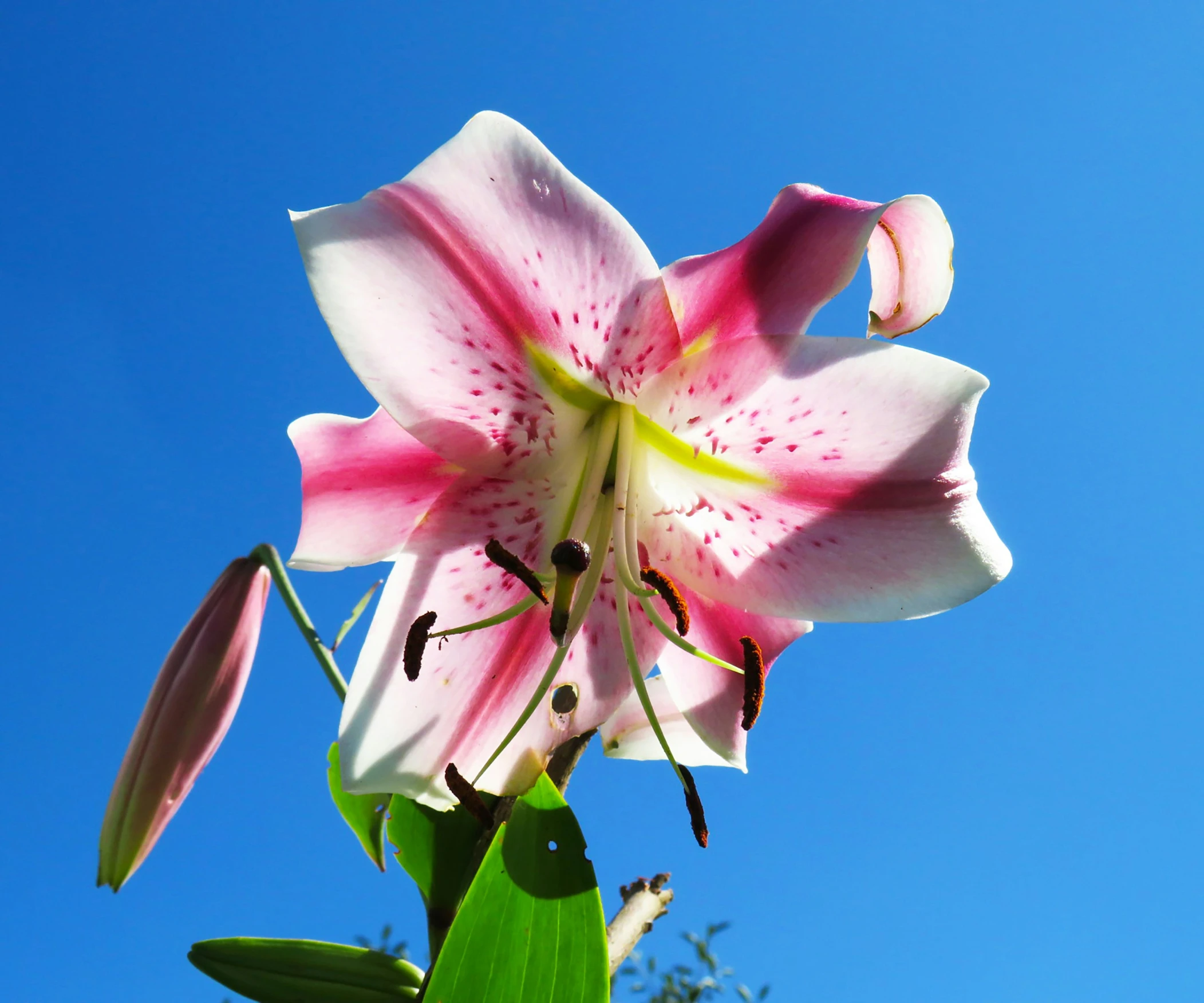 the flowers are blooming on the tree