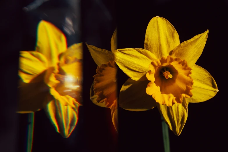 two yellow flowers sit next to each other