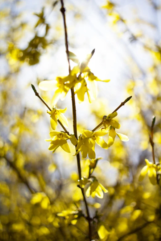 bright yellow flowers hang from a tall stem