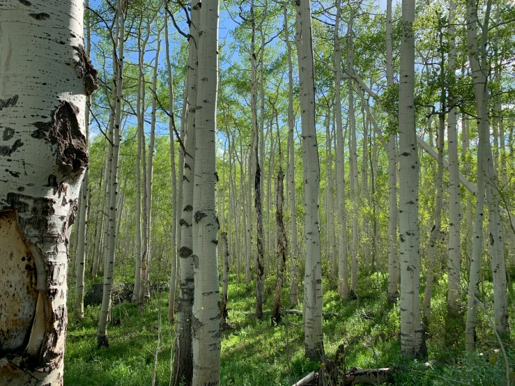 a grove of tall birch trees stands on the green grass