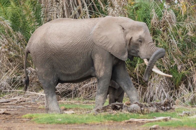 an elephant walks along an area with trees and bushes